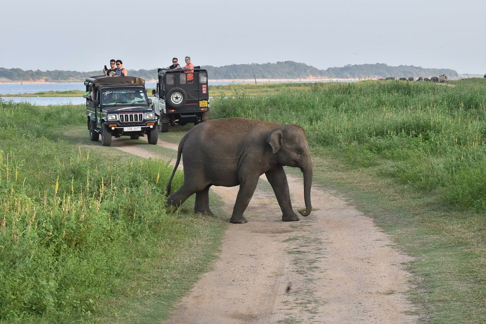 Wildlife spotting at Kaudulla